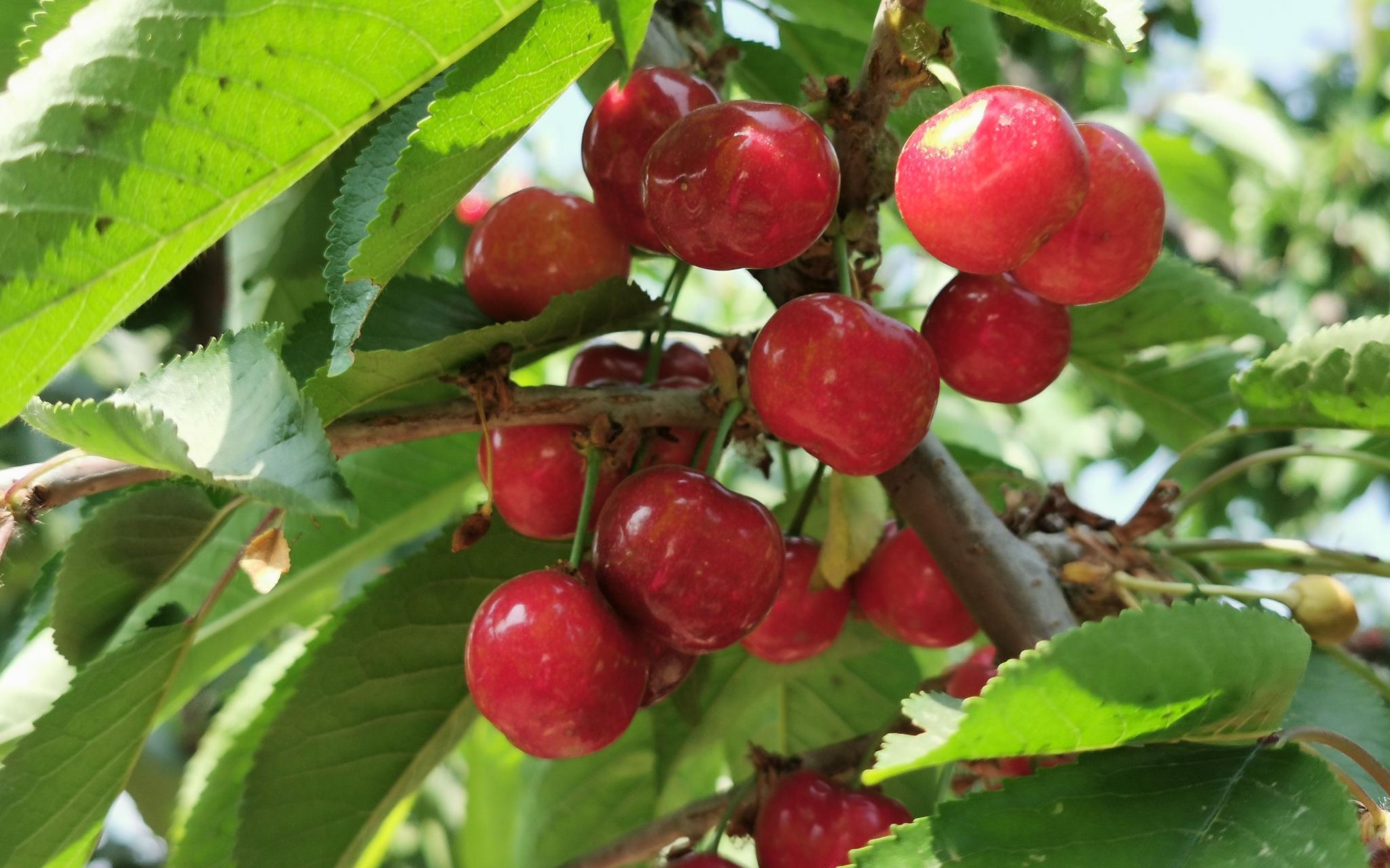“樱桃自由”哪里最易实现，国内大樱桃产地介绍 | 国际果蔬报道