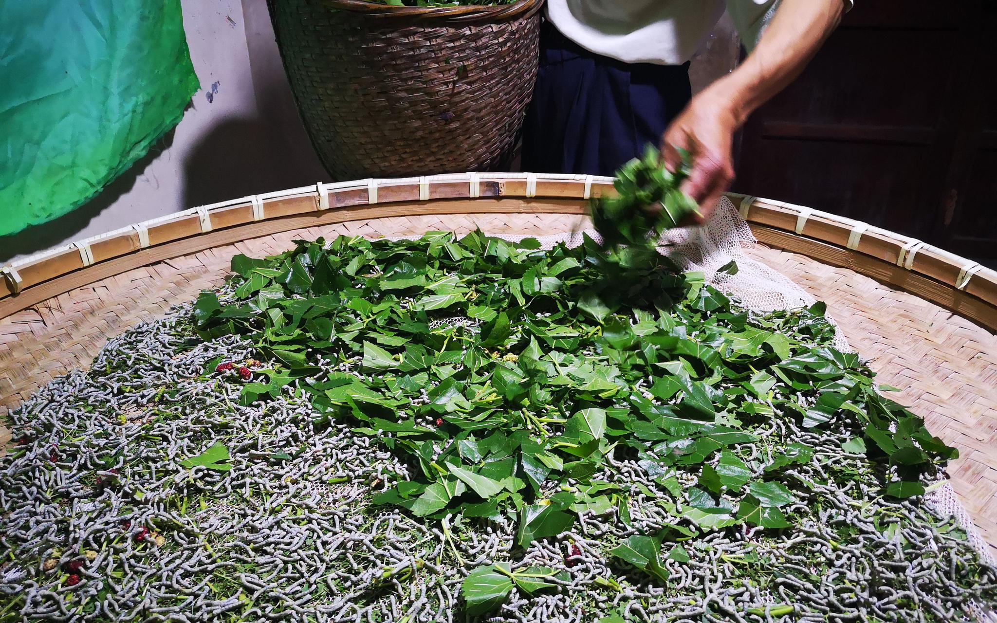 小满节气蚕宝宝成年浙江桐乡蚕农望蚕讯