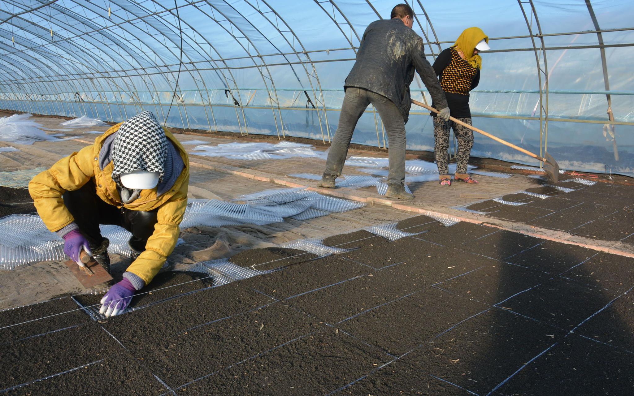 和温暖湿润的南方水稻主产区不同,每年小满前后,海南水稻已经陆续收割