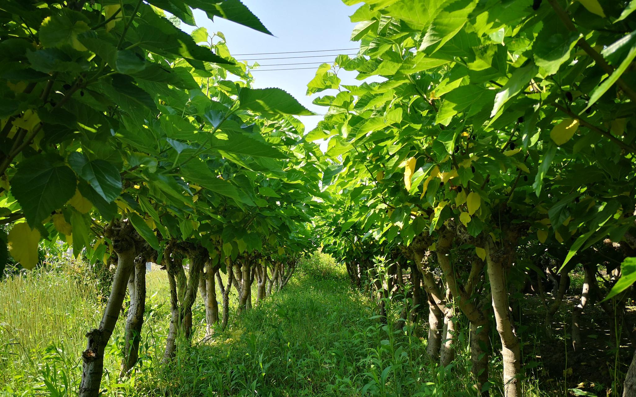 屠甸镇的蚕农于建刚已经在桑树间忙碌起来,穿梭在自家的2亩桑树林间