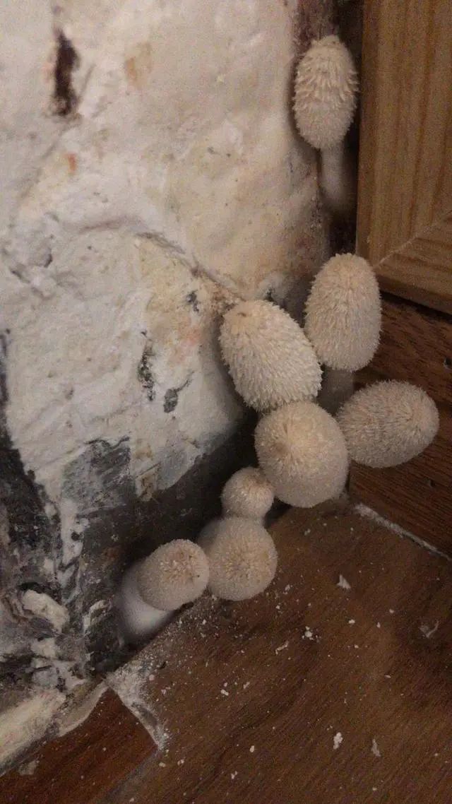 家里疯长蘑菇晚上还会化成一滩黑水女业主吓哭