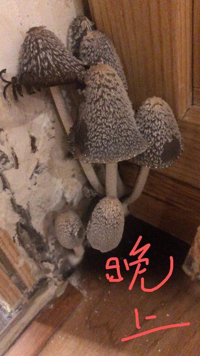 家里狂长蘑菇吓哭女房主,"晚上还会化成一摊黑水!