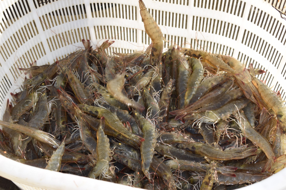 各地存塘增多,跌价还未完?白虾难赚钱,这里近8成养殖户已转养