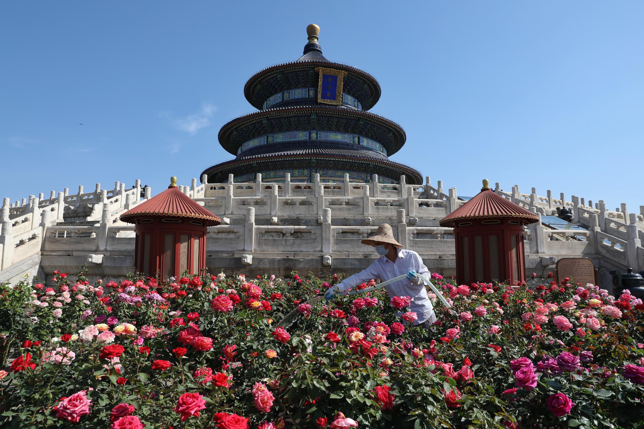 天坛月季迎最佳观赏期,观展需实名预约|天坛公园|祈年殿_新浪新闻