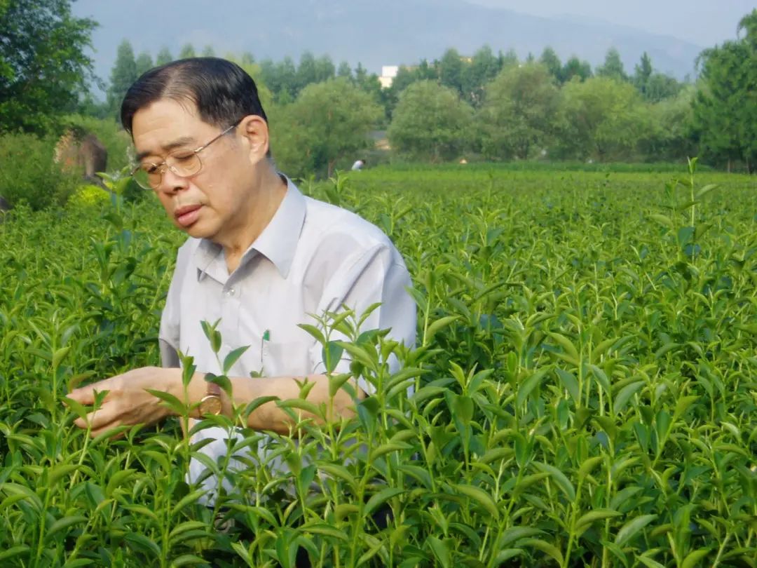 国际茶日来了,"世界茶王"的梦也圆了!