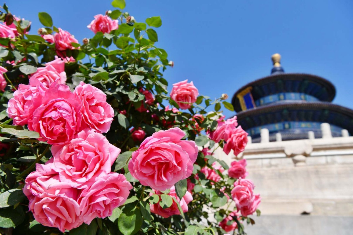 特色月季绽放天坛祈年殿