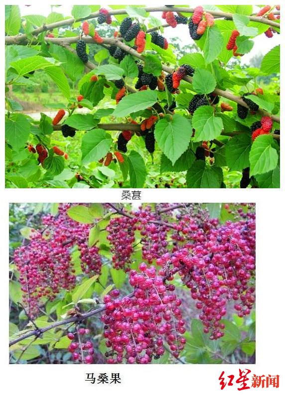 凉山2名儿童误食马桑果中毒,只因酷似桑葚