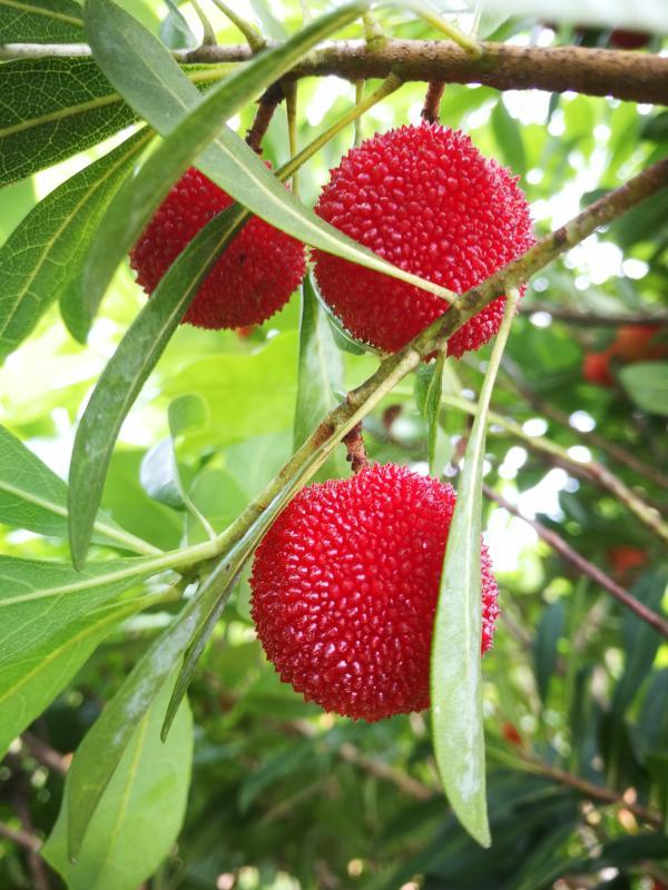 韶关始兴:粤北杨梅初上市 尝鲜摘果正当时