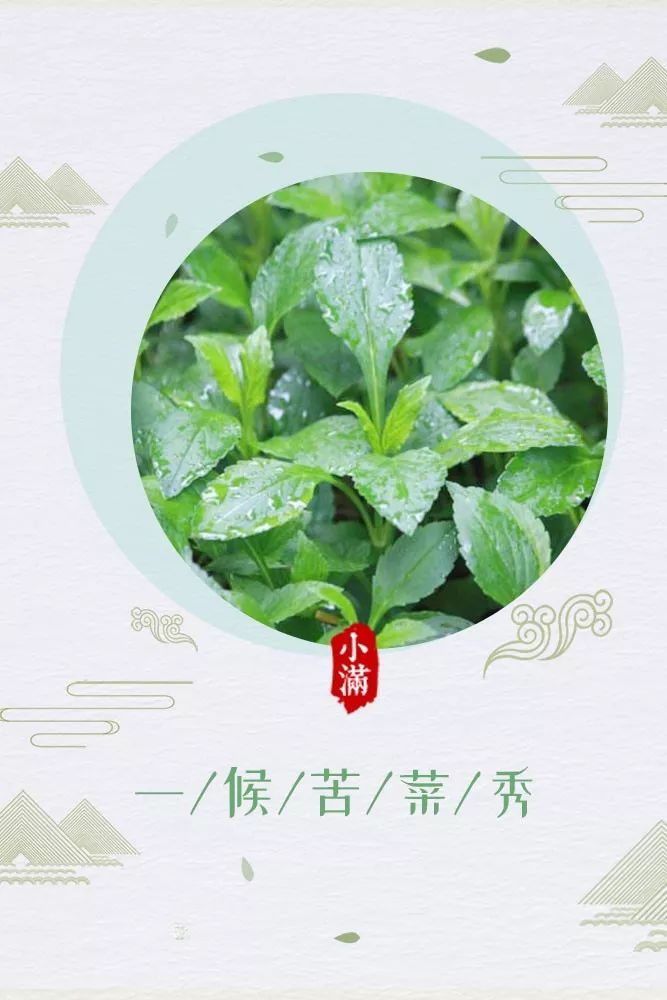 一候苦菜秀小满三候西北风4-5级转微风,29到18度.