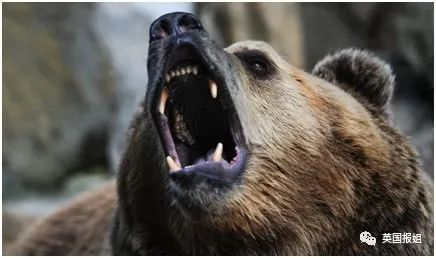 中国连续两起熊吃人事件男童目睹母亲被撕咬女子被叼走咬死