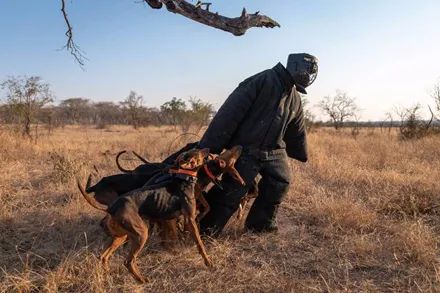 专门追捕盗猎者,狗狗被训练来保护濒危犀牛,成功率让人惊讶!