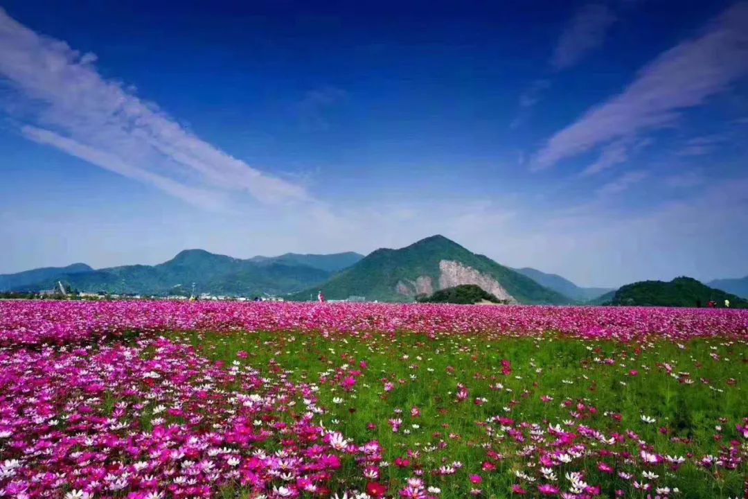 浪漫紫,热情红,清新粉.杭州五月最炫花海等你打卡!