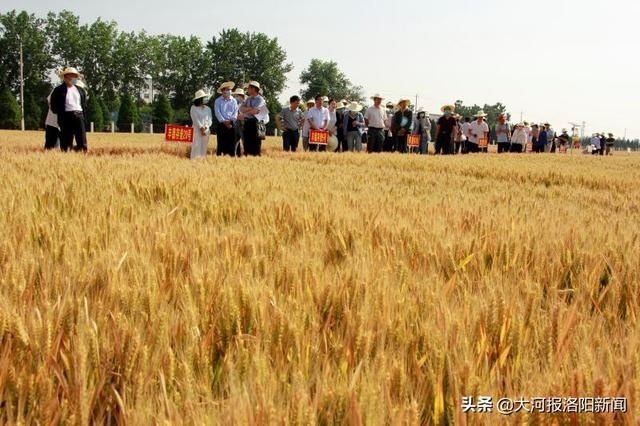 2020高产小麦品种产_颍上县2020年秋种优质专用小麦生产实施方案