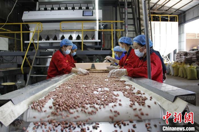 开封祥符区一家花生加工厂正在进行流水线作业 阚力 摄