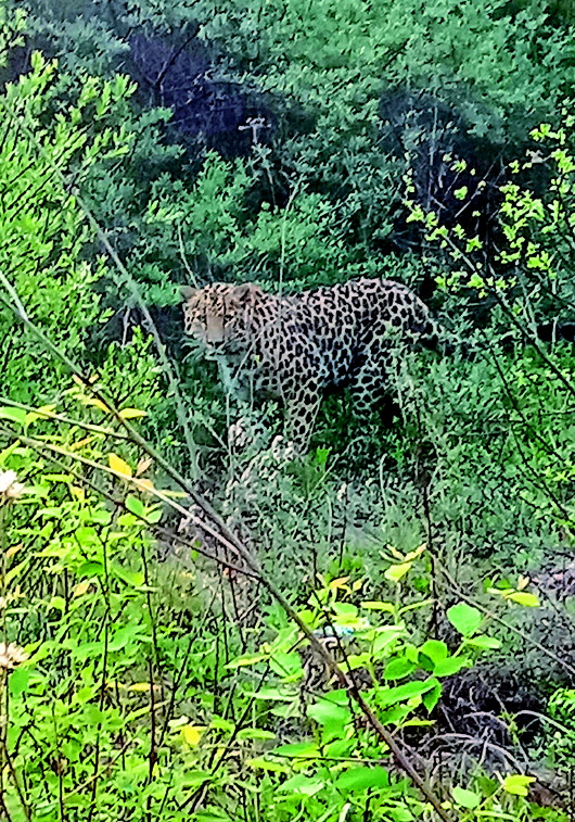 陕西发现野生金钱豹