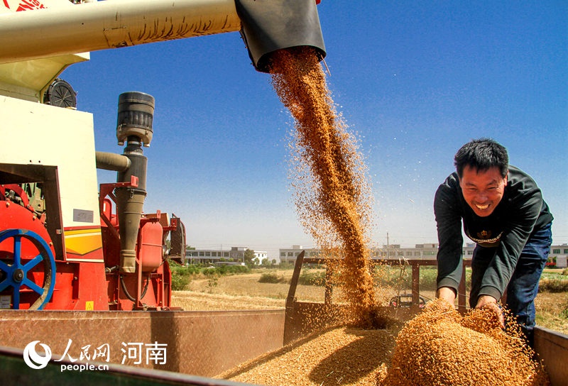 河南南阳:夏麦开始抢收 确保颗粒归仓(组图)