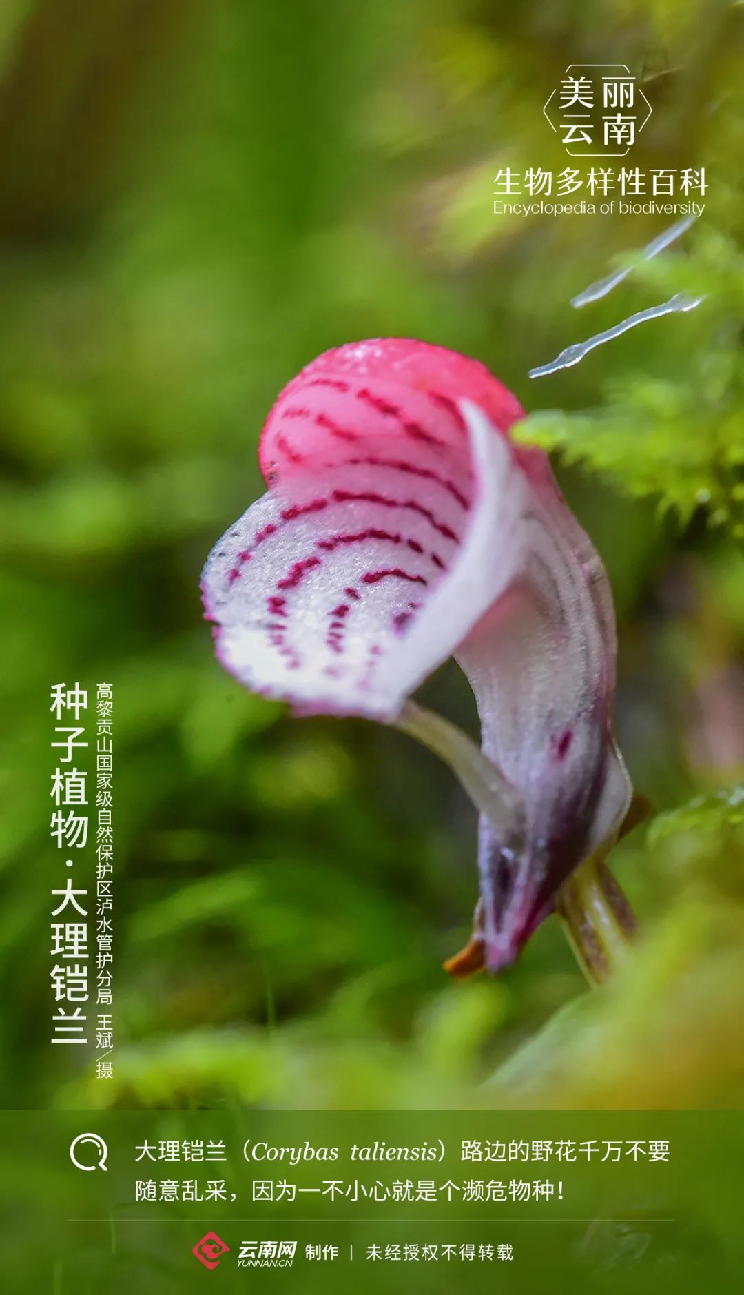 【生物多样性百科】种子植物·大理铠兰:我这朵野花你可不要采!