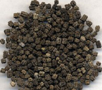 蟋蟀拉面虫屎奶茶日本人最近迷上吃虫子了