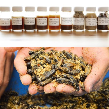 蟋蟀拉面,虫屎奶茶,日本人最近迷上吃虫子了?