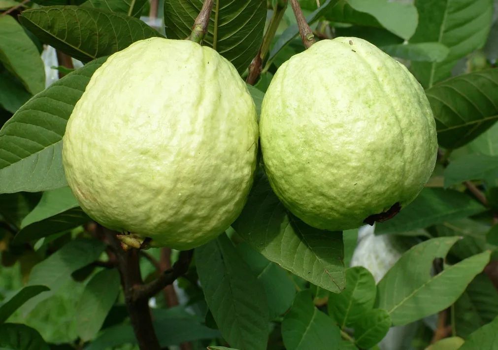 扁桃,番石榴(花稔),芒果,龙眼,荔枝,木瓜……——六只羊假装有图系列