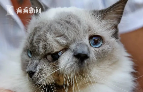 美国一宠物猫生下神奇“双面猫”:一个嘴进食另一个喵喵叫