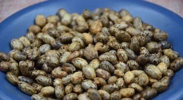 严重可致人死亡,现正值成熟期,已有儿童"中招"