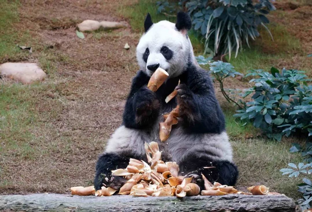 海洋公园里的大熊猫正在进食.(中新社资料照片 张炜摄)