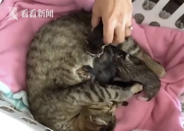 美国一宠物猫生下神奇“双面猫”:一个嘴进食另一个喵喵叫