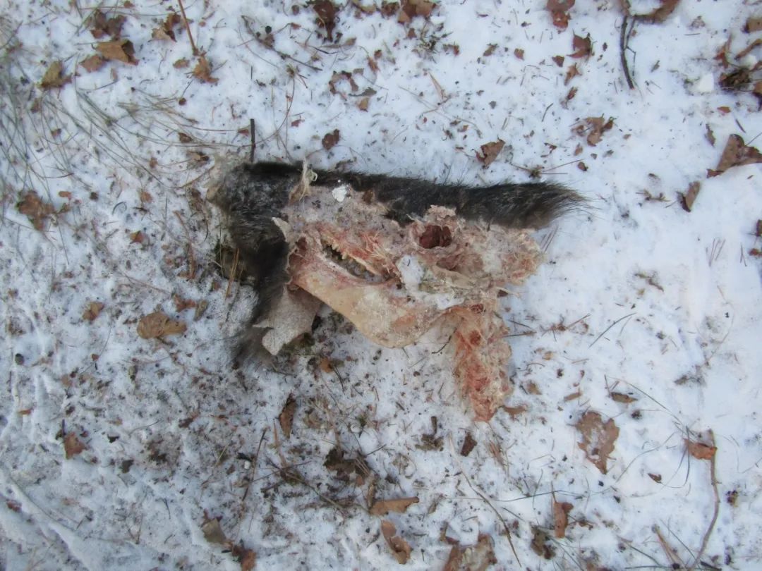 横渡550米宽的黑龙江,这对母子,还活着