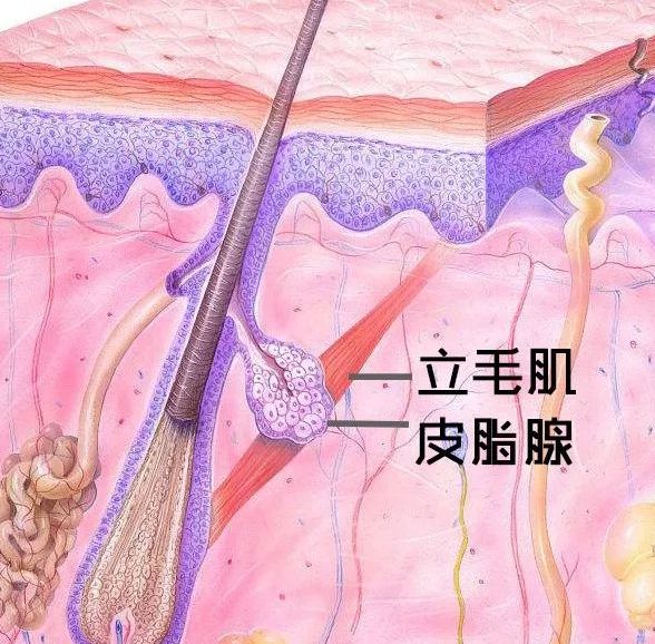 其次,因为皮脂腺和汗腺也是受交感神经支配,肉毒素通过干扰神经递质