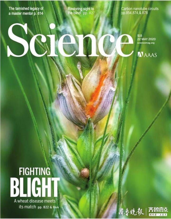 山东农大科研团队成果登上《科学》杂志封面!