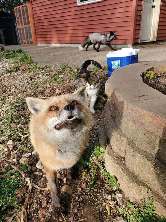 院里来了两只狐狸,猫也不反对,时间久了后,居然成了好朋友!