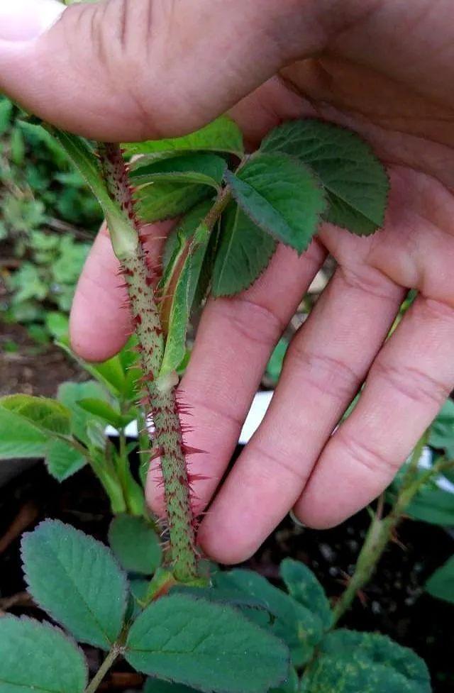 掌握4点,区分月季和玫瑰花