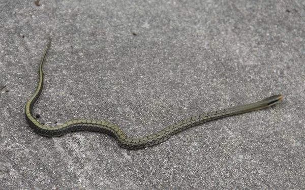 5岁女孩被蛇咬伤,奶奶用嘴吸血排毒,结果一同住院