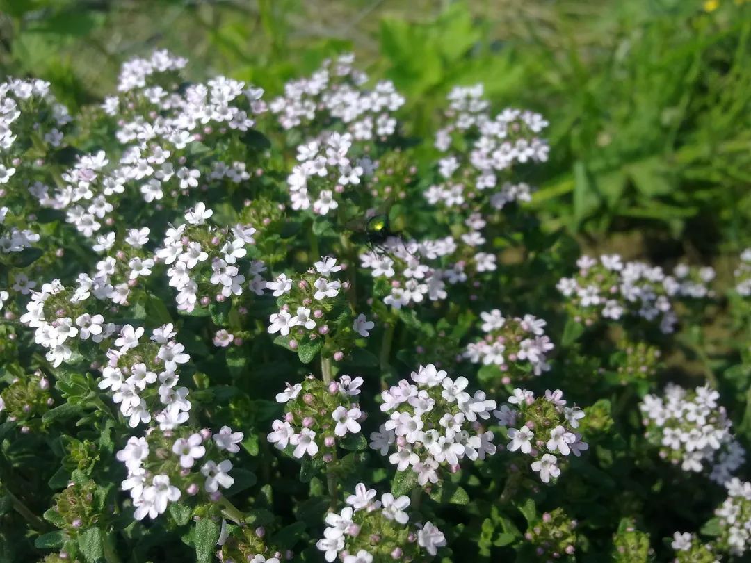 今天是林奈生日向好友安利林奈木你就能喜提sci