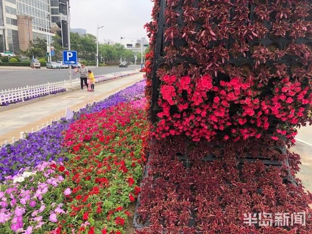 风景在路上:青岛海口路附近沿海一线鲜花拥簇