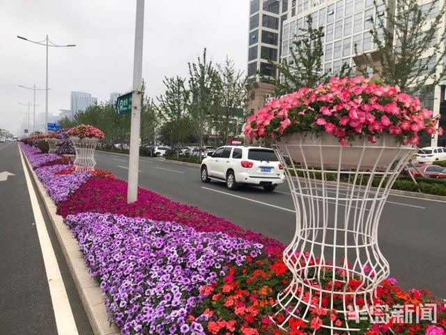 风景在路上:青岛海口路附近沿海一线鲜花拥簇