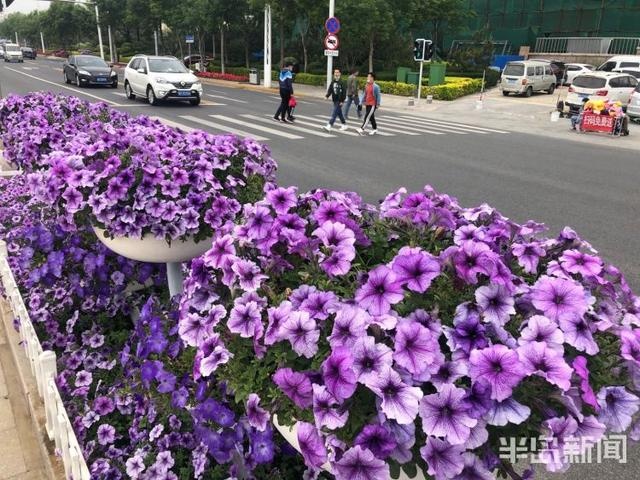 风景在路上:青岛海口路附近沿海一线鲜花拥簇