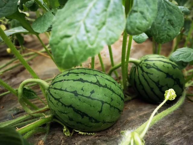 一年到头,黑天白天在队里干活,冬天冻个死,夏天热个死,这瓜种不好,社