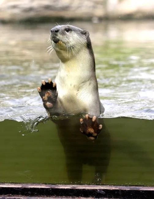 我叫水獭ta不叫水懒lan更不叫水濑lai每周一宠