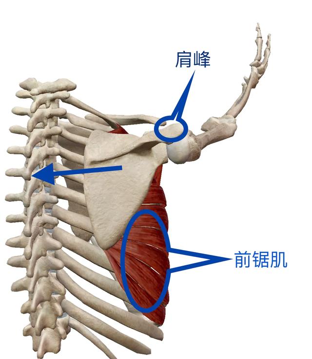 太极混圆桩功——沉肩坠肘