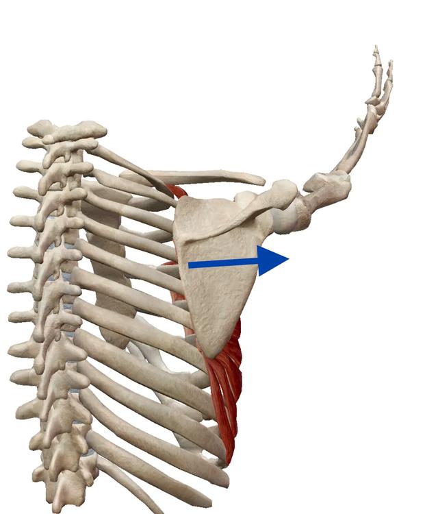 肩胛骨打开浅层肌肉的拉长状态浅层肌肉的缩短状态练习方法:将两个