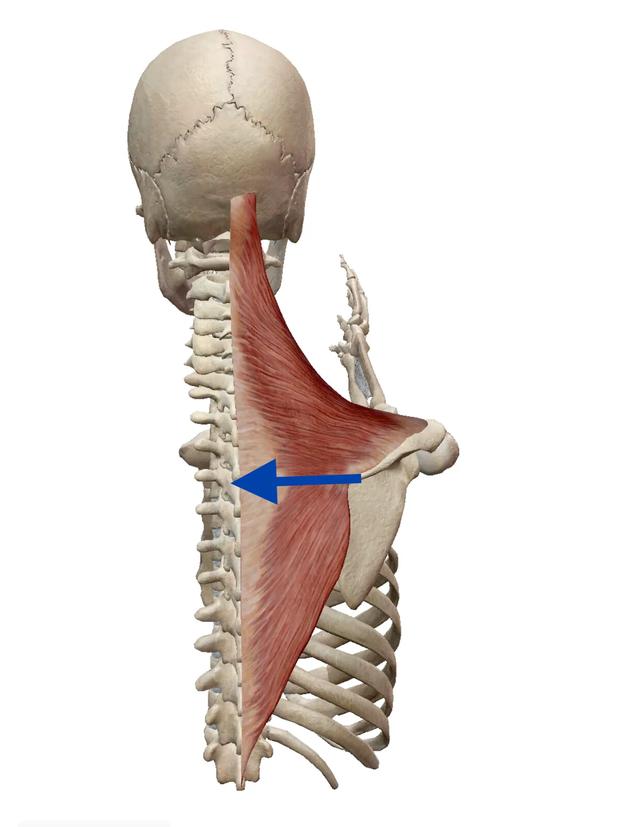 太极混圆桩功——沉肩坠肘