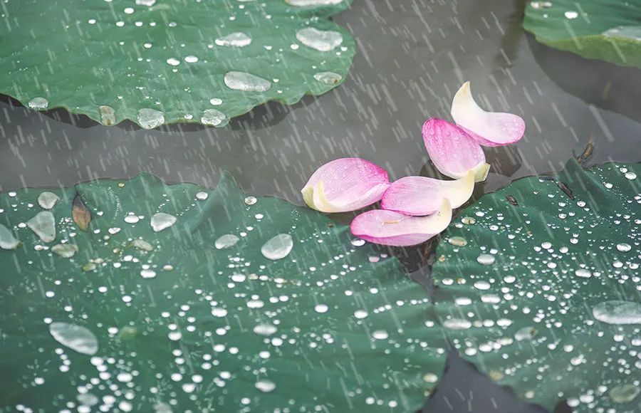 描写夏天的54个成语、俗语、范文，很实用！(可下载打印)|夏雨_新浪新闻