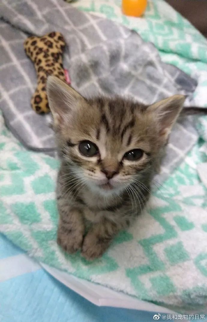 猛男落泪嘤嘤嘤奶猫五郎小肚子真的超级可爱