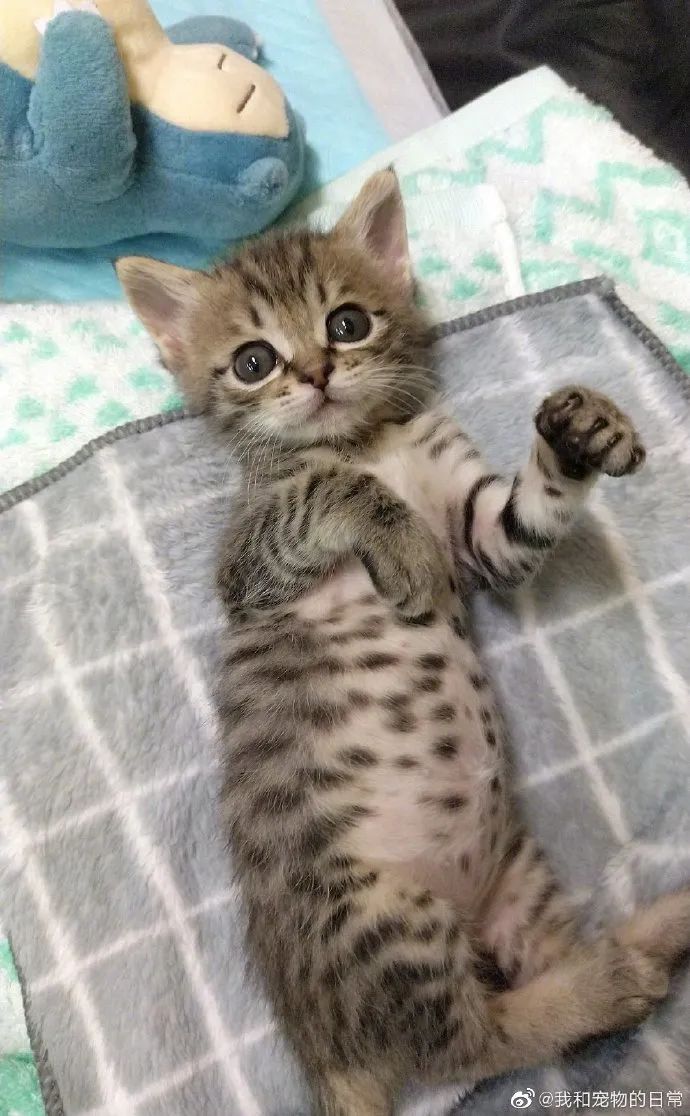 猛男落泪嘤嘤嘤奶猫五郎小肚子真的超级可爱