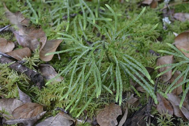 过江龙,见过吗?祛风胜湿,散瘀止痛,主风湿痹痛,手足麻木