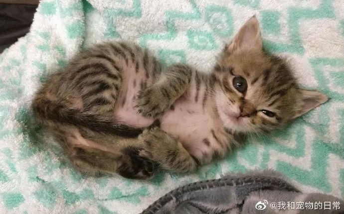 猛男落泪嘤嘤嘤奶猫五郎小肚子真的超级可爱