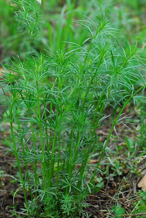 蓬子菜见过吗清热解毒祛风止痒主肝炎咽喉肿痛荨麻疹