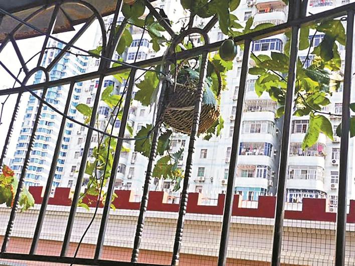 "鸟夫妻"飞进阳台生了三个宝宝